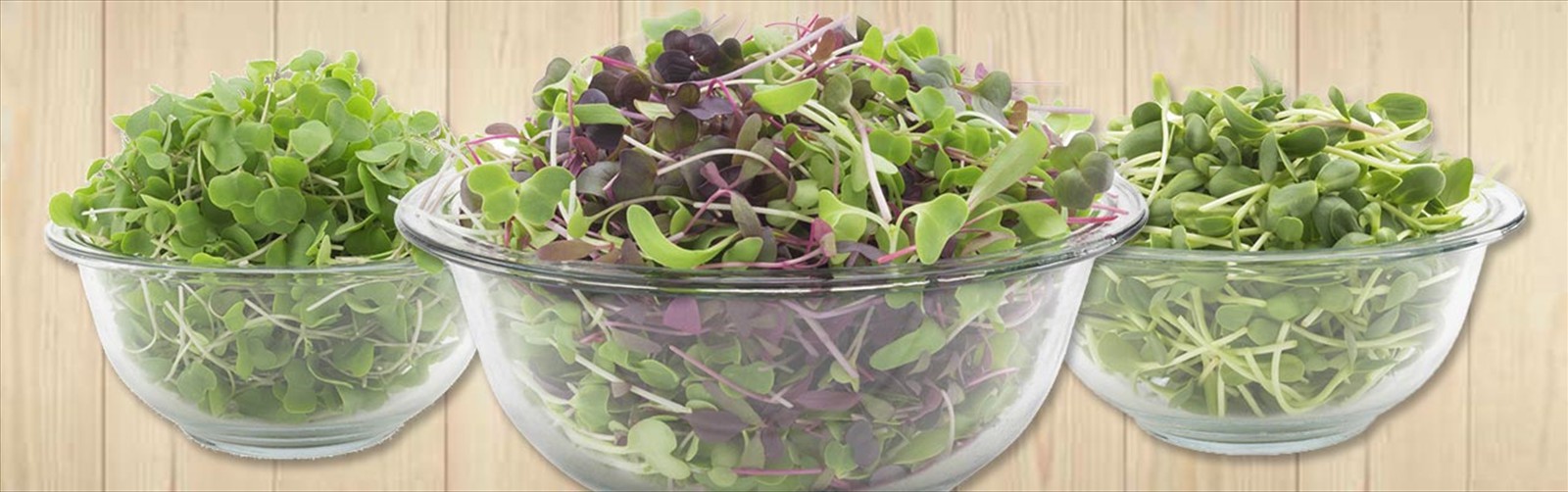 Microgreen salad mix | Organic mixed greens super salads