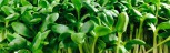 Organic sunflower shoots | Sunflower sprouts microgreens fresh greens