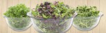 Organic mixed salad greens | Microgreens super salad farm fresh greens