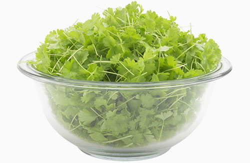 Organic Parsley | Micro herb microgreens super food organic greens