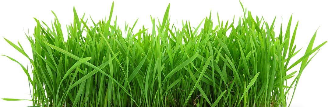 Organic wheatgrass | Green juice wheatgrass juicing micro greens RI MA